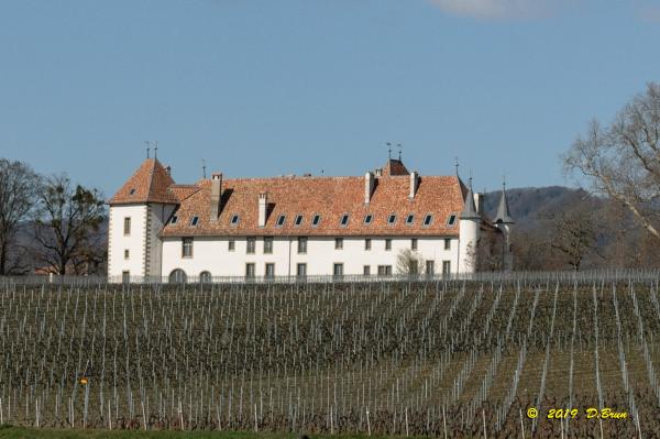 Allaman-Morges-008