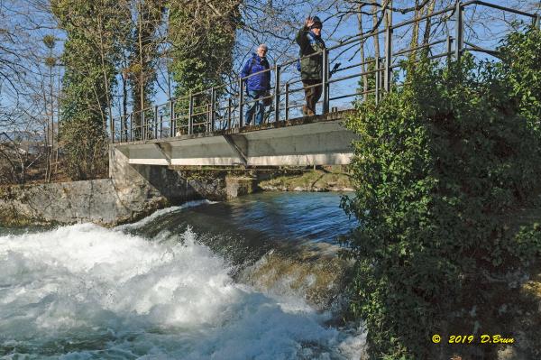 Allaman-Morges-009