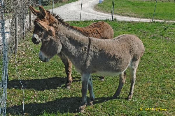 Allaman-Morges-011