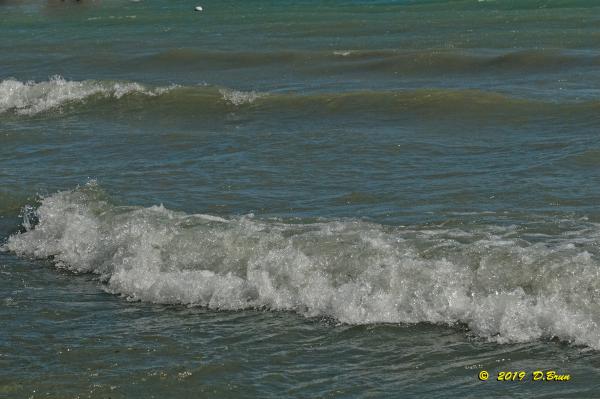 Allaman-Morges-016