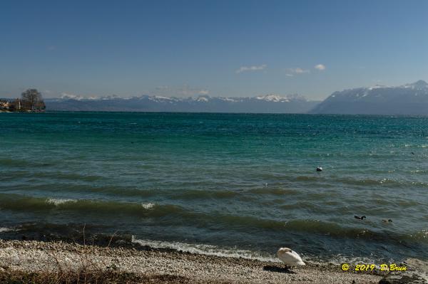 Allaman-Morges-017