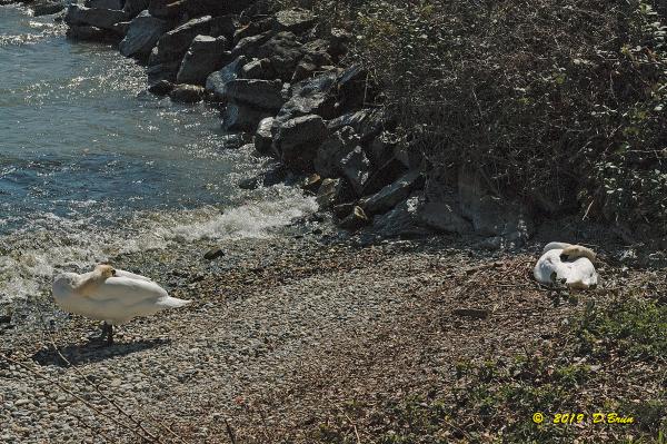 Allaman-Morges-018