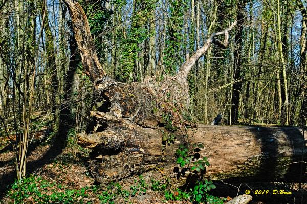 Allaman-Morges-025