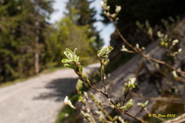 Aravis-022