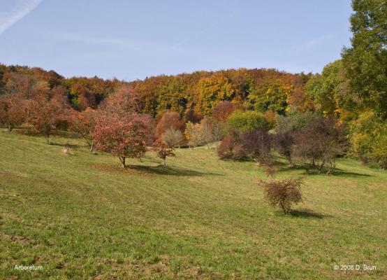 Arboretum-002