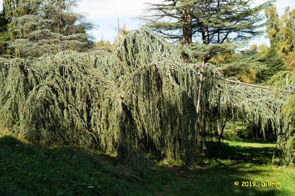 Arboretum-019