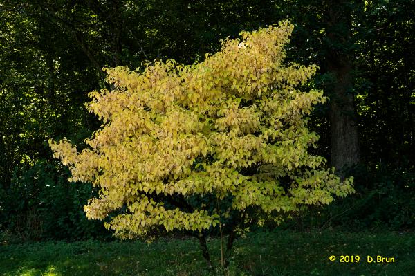 Arboretum-020