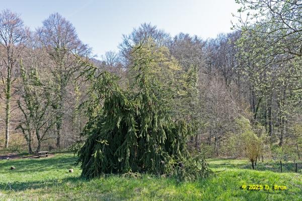 Arboretum 03