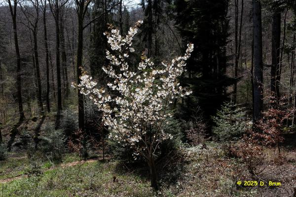 Arboretum 13