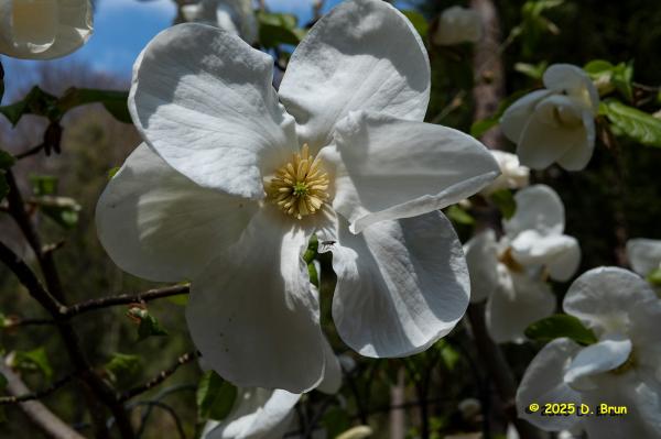 Arboretum 14