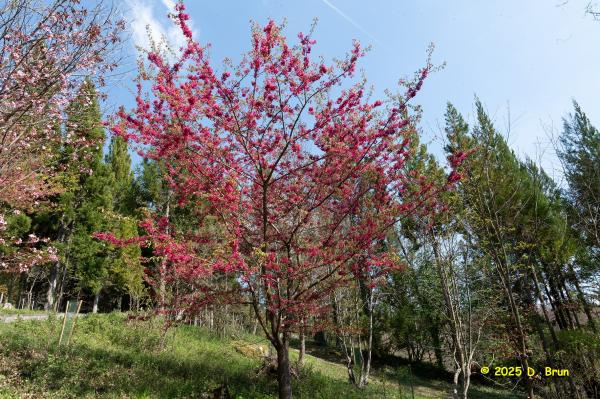 Arboretum 15