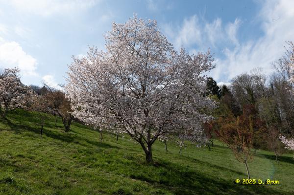 Arboretum 26