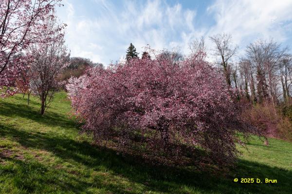 Arboretum 27