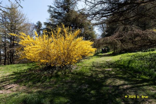 Arboretum 31