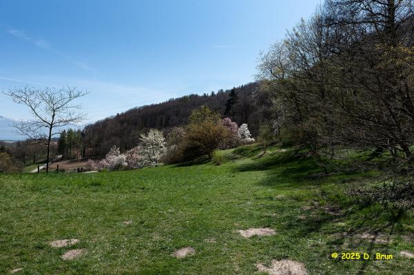 Arboretum 33