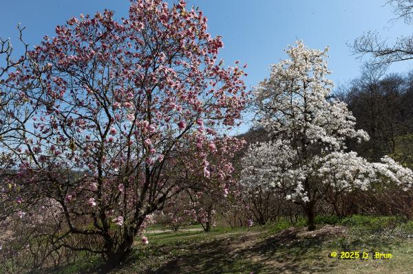 Arboretum 34