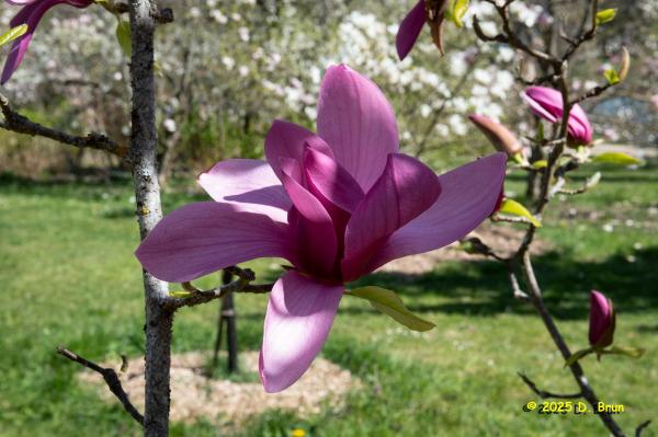 Arboretum 36