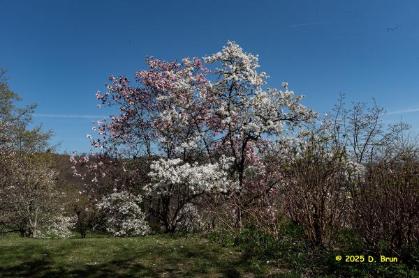 Arboretum 37