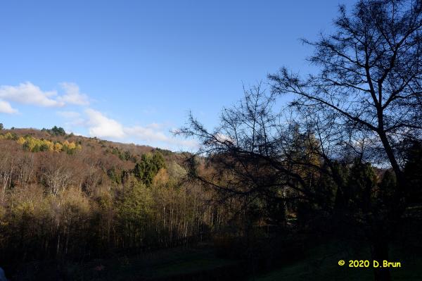 Arboretum covid 001