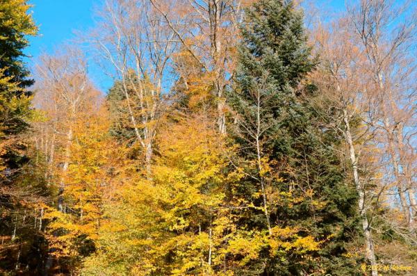Bassin-Marchissy-005
