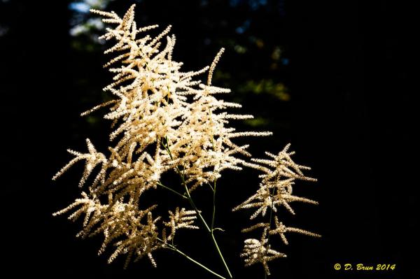 Begnins-Gilly-015