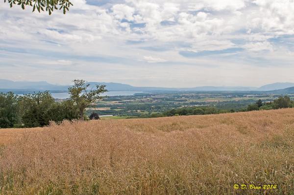 Begnins-Gilly-019