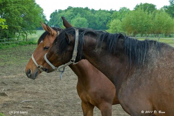Bossy-Grilly-005