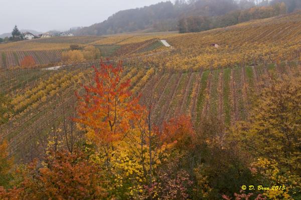 Bougy-Tartegnin-011