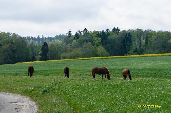 Burtigny-008