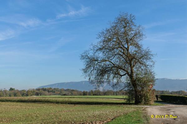 Cartigny-Treulaz-010