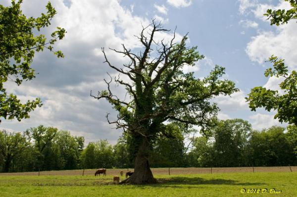 Céligny-Arnex-018