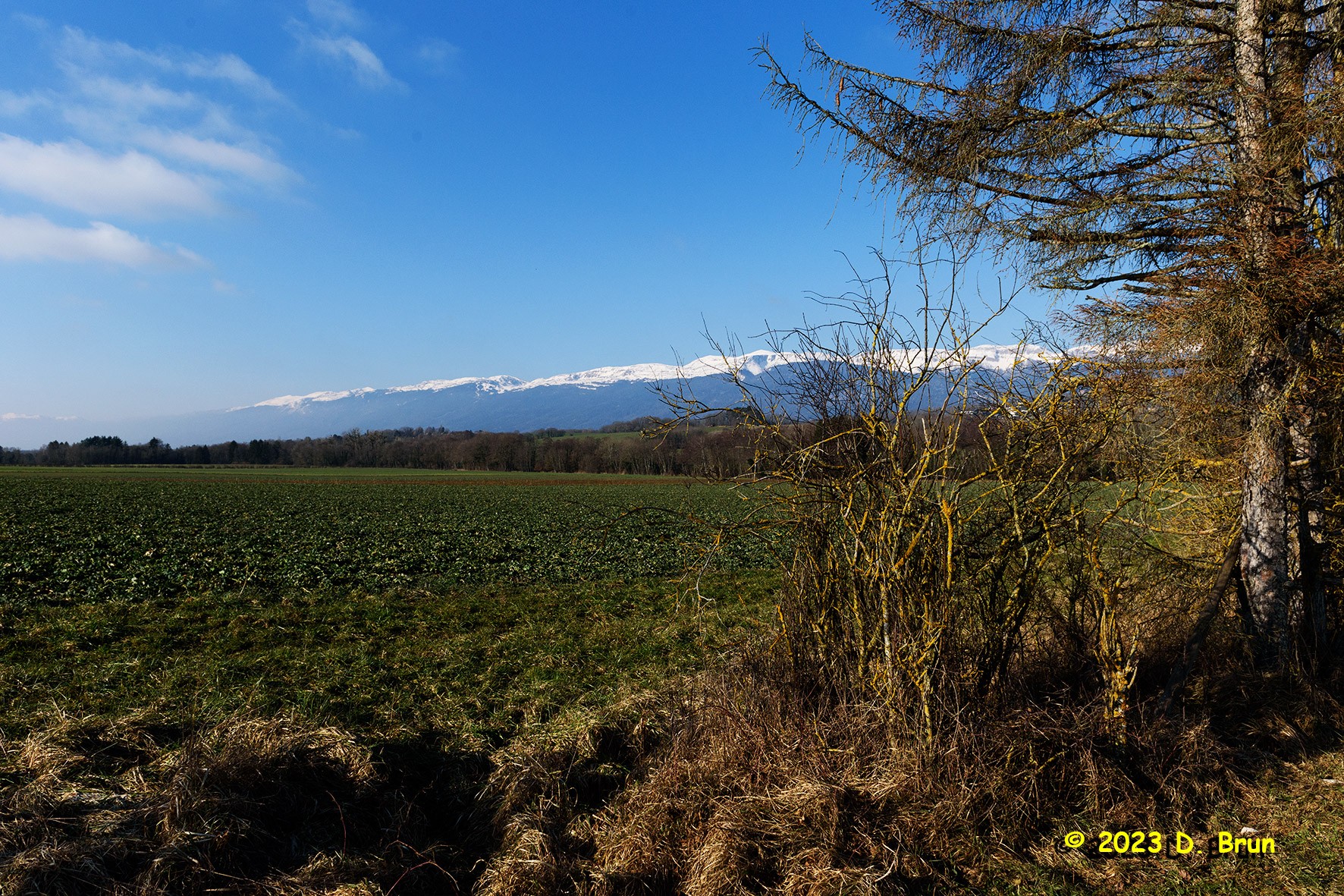 Chavannes 005