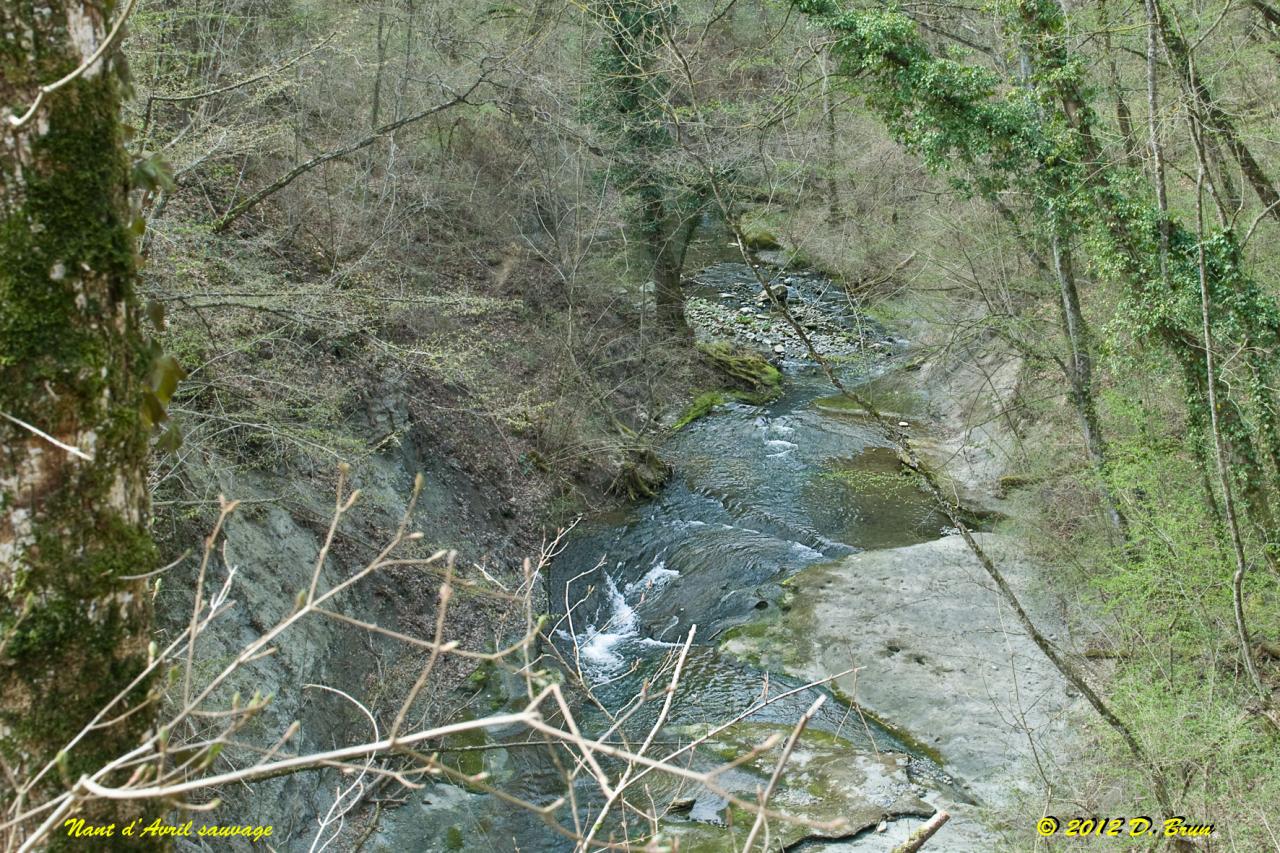 Chèvres-Satigny-010