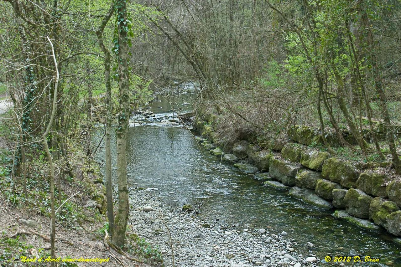 Chèvres-Satigny-011