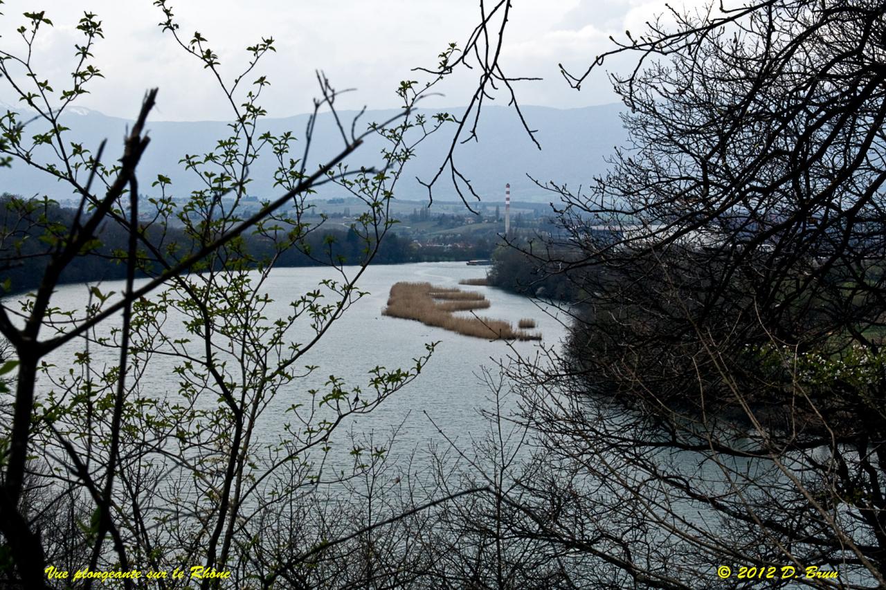 Chèvres-Satigny-012