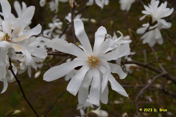 Choully 017
