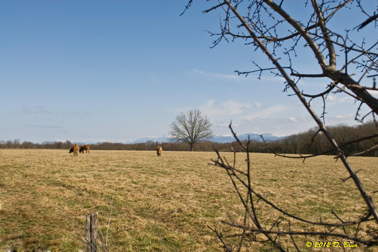 Collex-Sauvergny-006