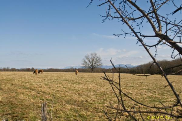 Collex-Sauvergny-006
