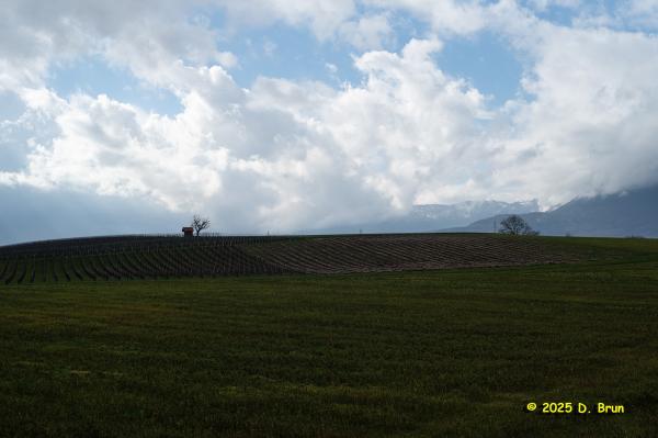 Crassier eysins 12