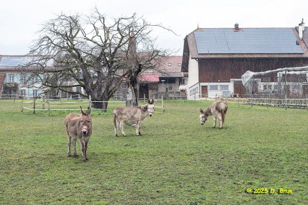 Crassier eysins 14