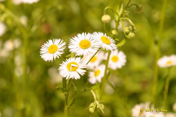 Dailles-010