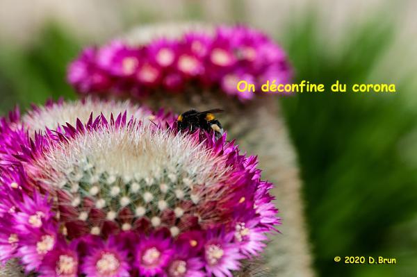 Dailles-001