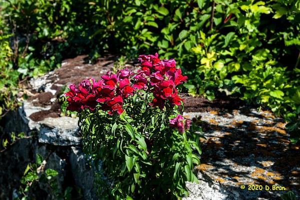 Dailles-004