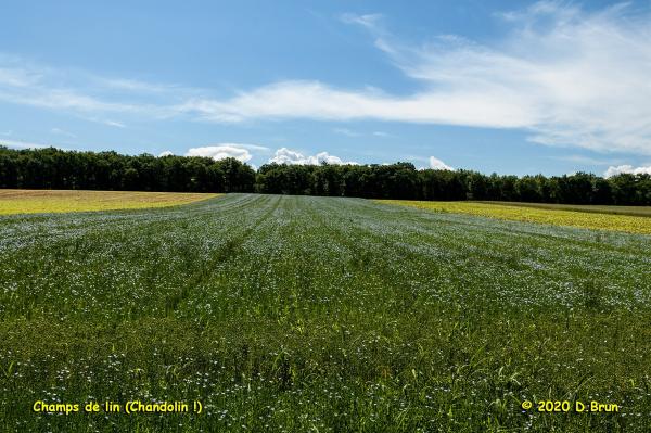 Dailles-007