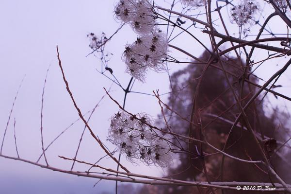 Dardagny-Peissy-001