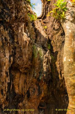 Entreroche-2013-005