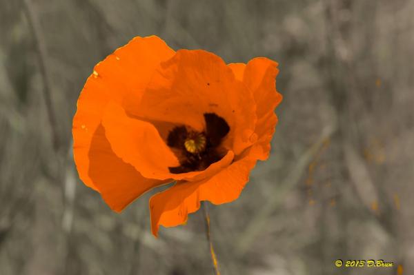 Entreroche-2013-011