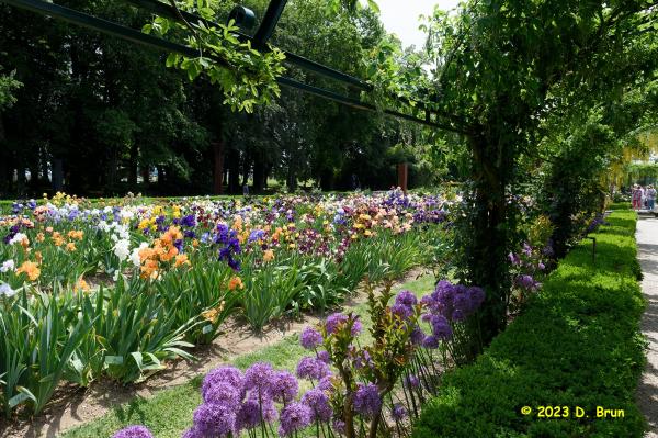 Iris 019
