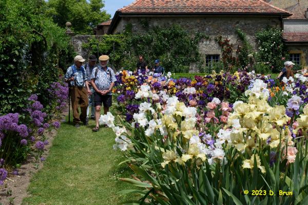 Iris 022