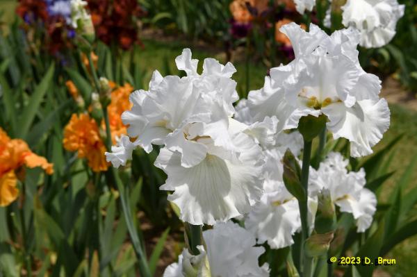 Iris 024